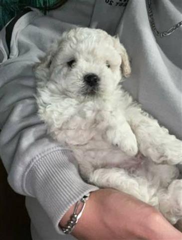 $500 : Perritos maltipoo image 1