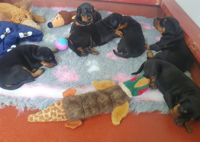 $400 : Lovely Rottweiler Puppies image 1