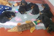 $400 : Lovely Rottweiler Puppies thumbnail
