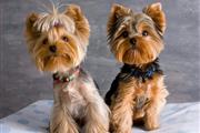 Yorki Puppies for sale en Sacramento