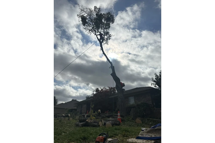 Tree service image 4