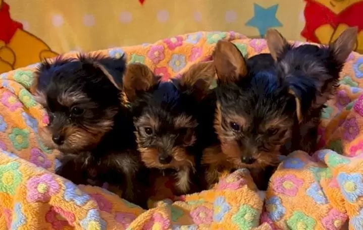 Yorkshire terrier miniatura he image 1