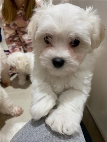 Maltese Puppies For sell image 3