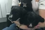 Cachorros Cocker Spaniel