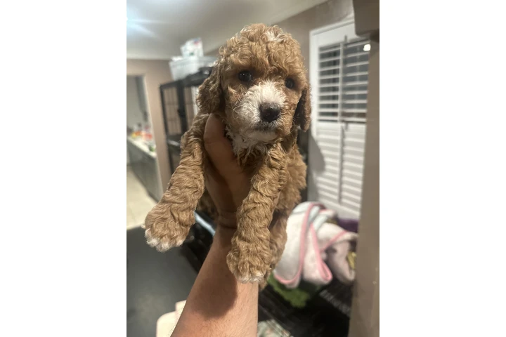 $1800 : Mini Goldendoodle F1b image 4
