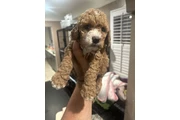$1800 : Mini Goldendoodle F1b thumbnail