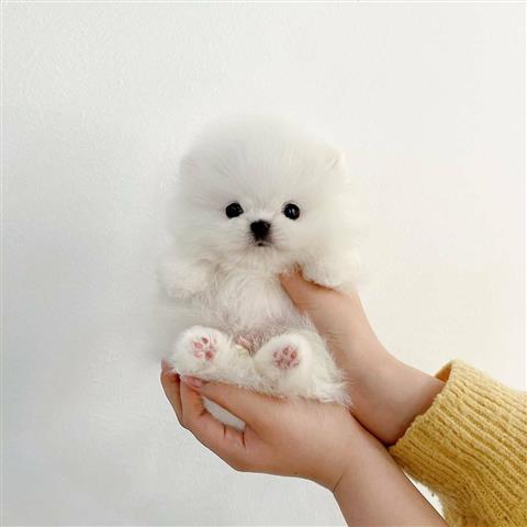$300 : Cachorro Pomeranian image 2