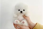 $300 : Cachorro Pomeranian thumbnail