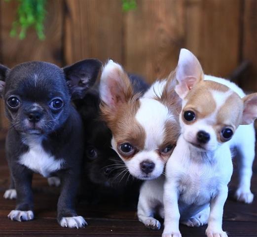 $500 : Chihuahua puppies for sale image 3
