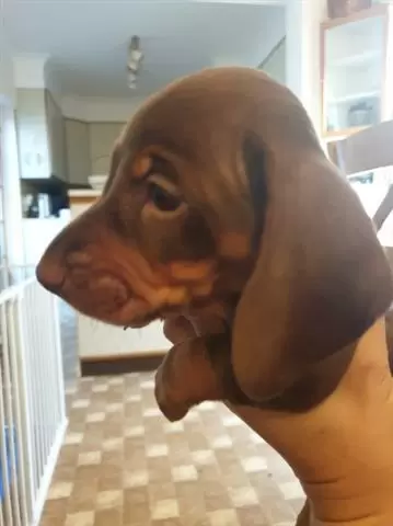 $550 : Dachshund Puppies image 1