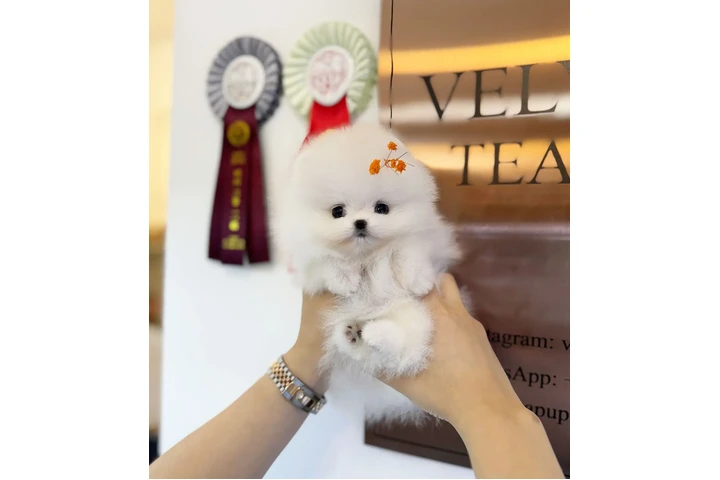 $300 : Pomeranian, maltes, Yorkie image 7