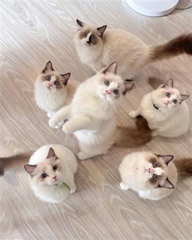 $350 : Ragdol Kittens Available image 1