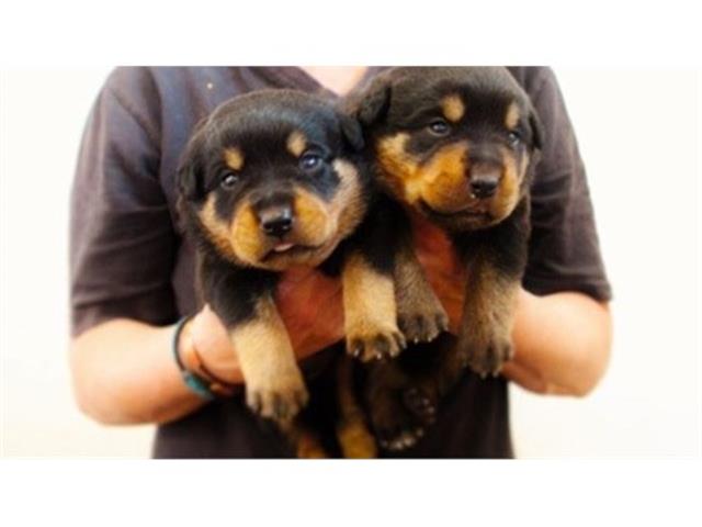 $350 : Rottweiler puppies AKC image 1