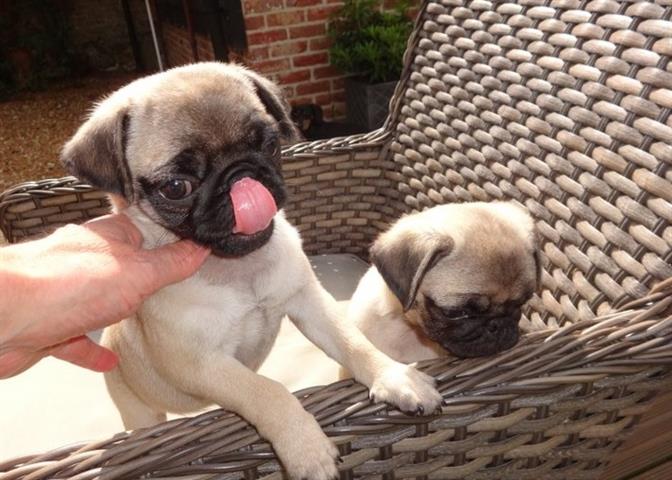 $400 : Fantastic Pug puppies for adop image 1