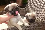 Fantastic Pug puppies for adop en Minneapolis y Saint Paul