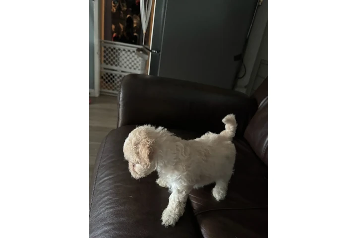 $550 : PERRITAS EN VENTA image 1