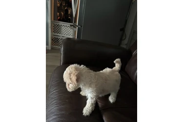 PERRITAS EN VENTA en Orange County