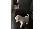 PERRITAS EN VENTA en Orange County