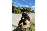 Hermoso Ejemplar Doberman en Cali