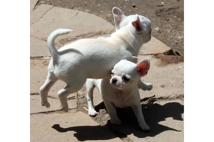 Cachorro Chihuahua  ¡Chihuahua image 1