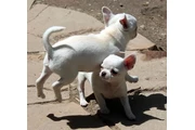 Cachorro Chihuahua  ¡Chihuahua en Birmingham