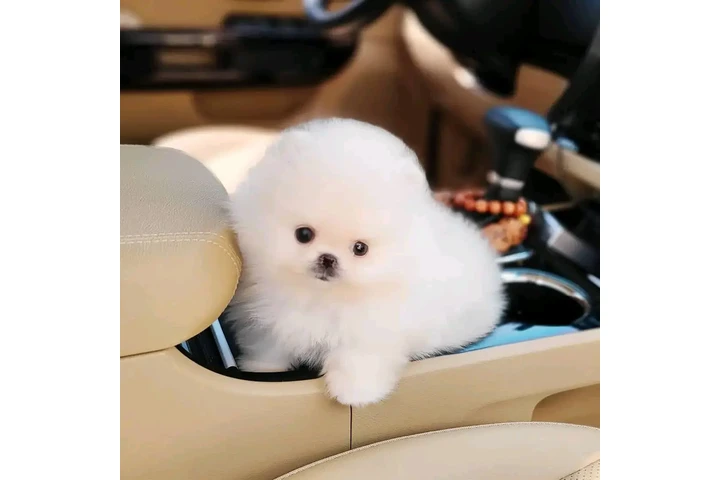 $350 : Pomerania puppies image 1