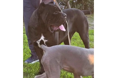 Cane Corso en Los Angeles