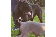 Cane Corso en Los Angeles