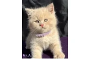 Adorable British Shorthair Kit en Las Vegas