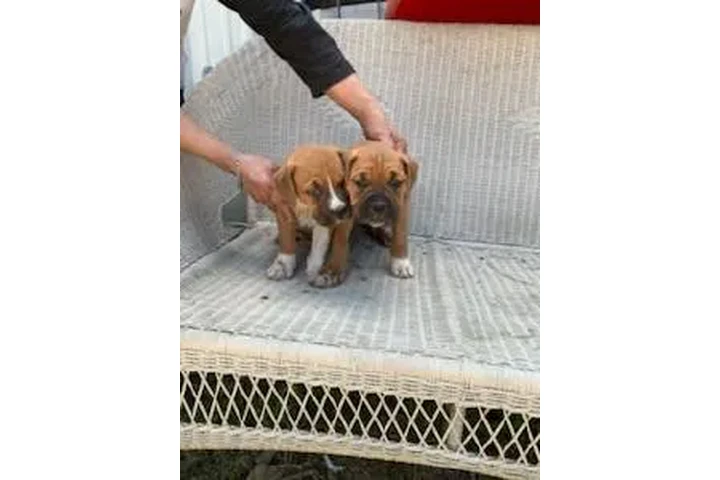 $250 : 🐶 ¡HERMOSOS PUPPIES BOXER! 🐶 image 4