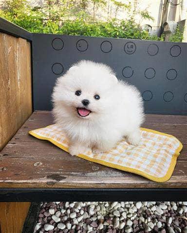 $350 : Pomerania en venta image 3