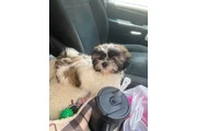 Cachorros Shihtzu en venta en Washington DC