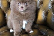 Chuculate Pomeranian Puppy en Reno