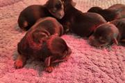 $400 : Adorable yorkie Puppies thumbnail