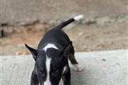 Bull terrier puppies for sale en Chicago