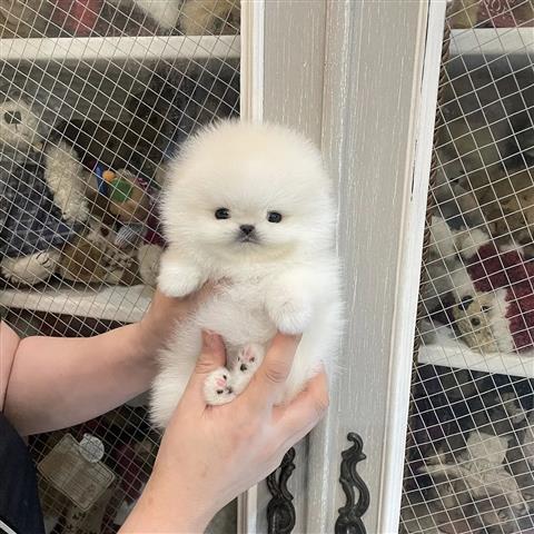 $250 : Pomeranian puppy for sale image 2