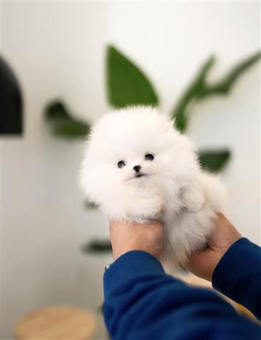 $300 : Pomeranian puppy image 4