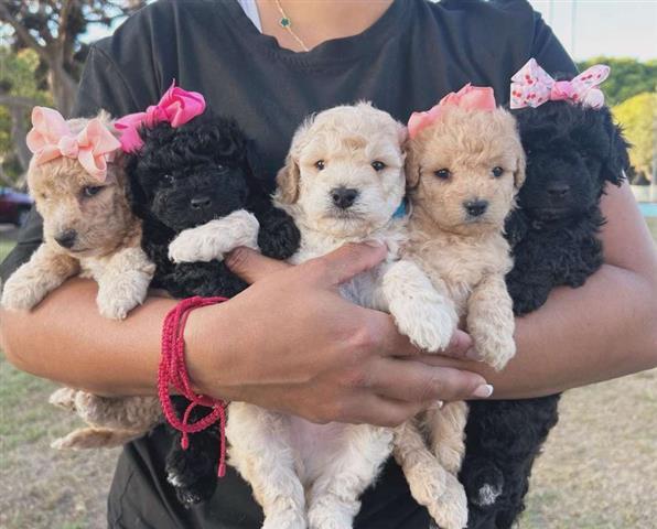 $350 : cachorros Maltipoo image 2