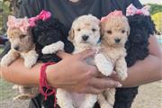 $350 : cachorros Maltipoo thumbnail