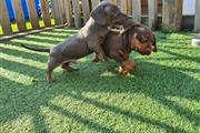$550 : Adorable Dachshund puppies thumbnail