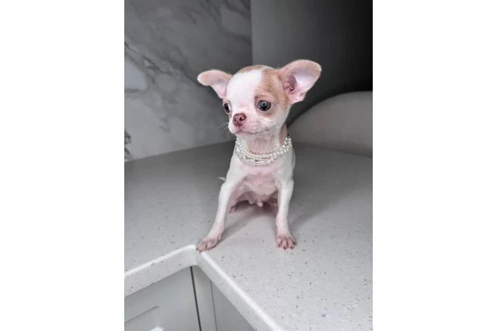 $300 : Teacup Chihuahua puppies image 10