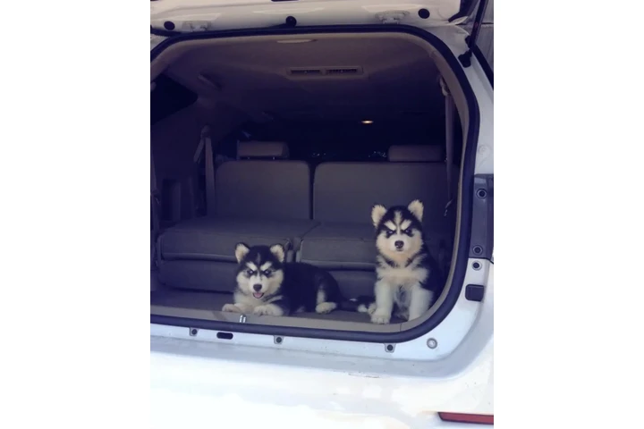 $350 : cachorros de Husky Siberiano image 2