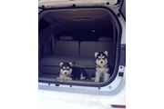 $350 : cachorros de Husky Siberiano thumbnail