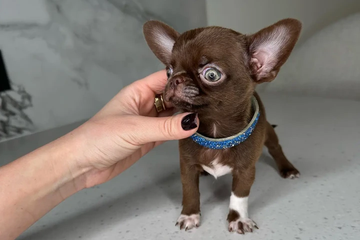 $250 : Chihuahua teacup puppies image 1