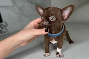 $250 : Chihuahua teacup puppies thumbnail