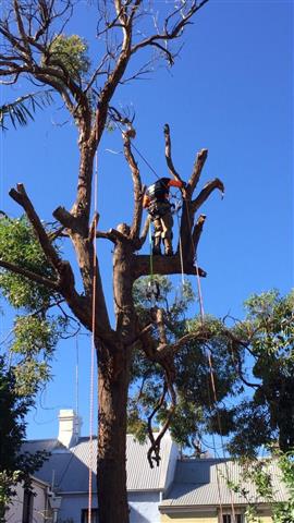 Professional Tree Care Service image 3