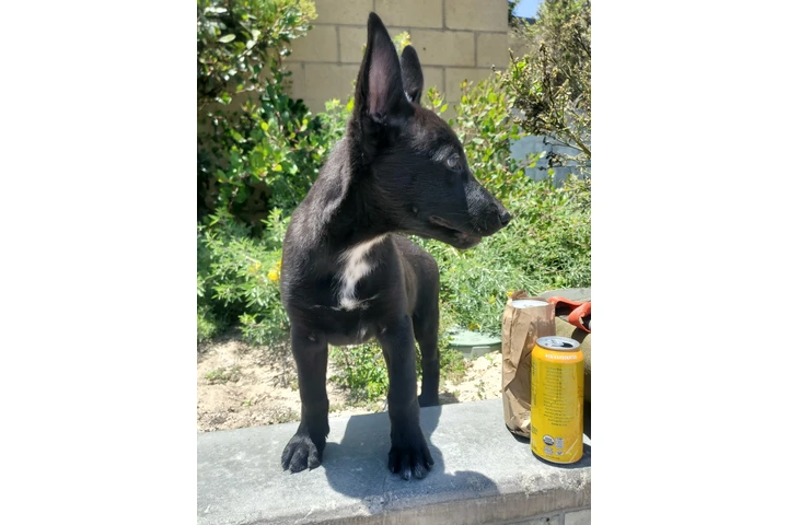 $500 : Pastor aleman image 3