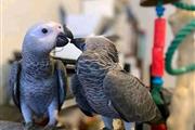 African grey parrots for sale en New York