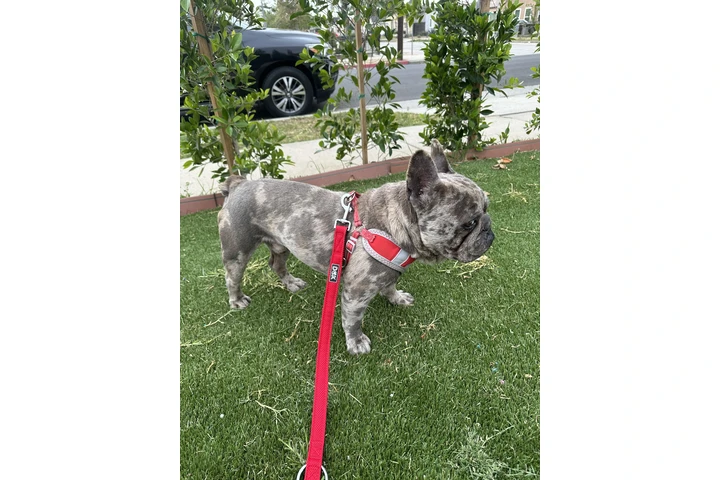 French Bulldog 2 años image 2