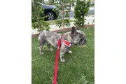 French Bulldog 2 años thumbnail
